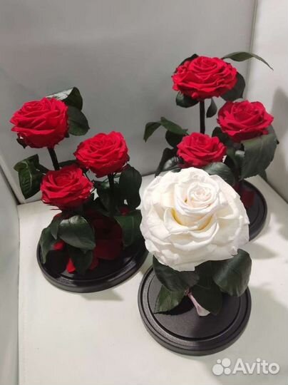 Роза в колбе