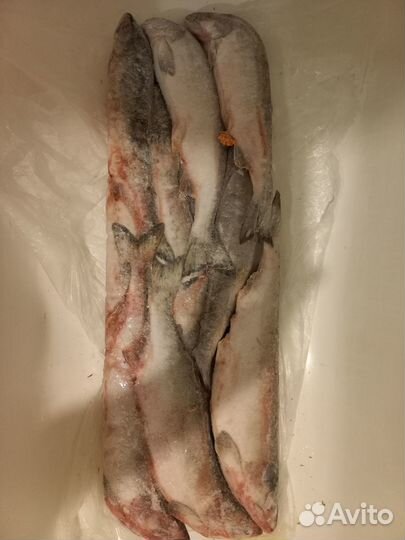 Горбуша нр икряная свежемороженая