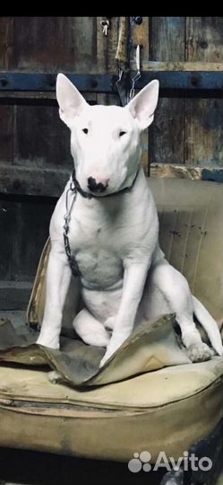 Вязка Кобель