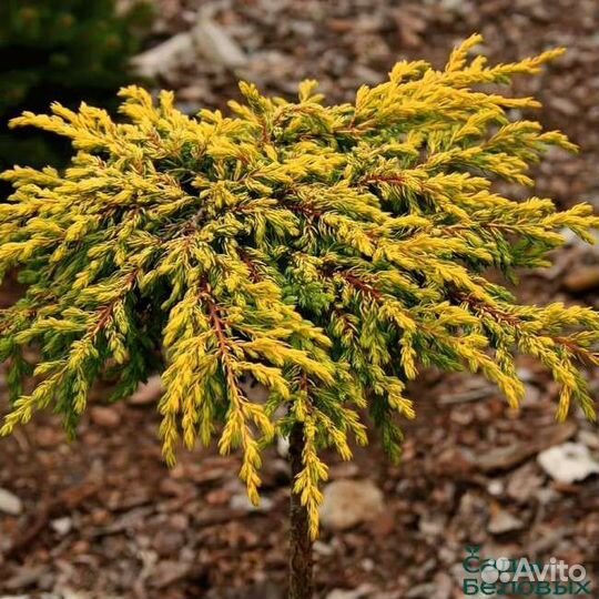 Можжевельник Штамб(читайте описание)