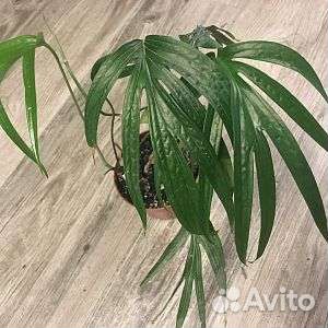 Эпипремнум Фишбон