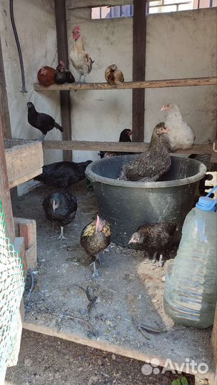 Молодняк птицы Бентамки