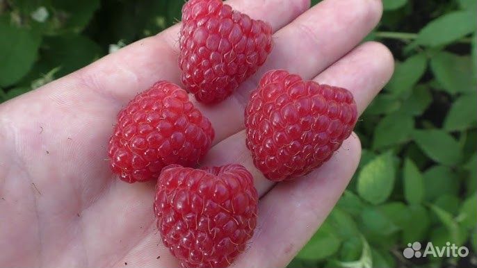 Ремонтантная малина (кустик )