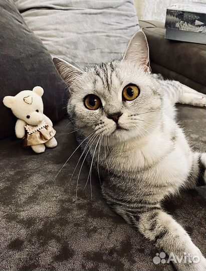 Британские котята
