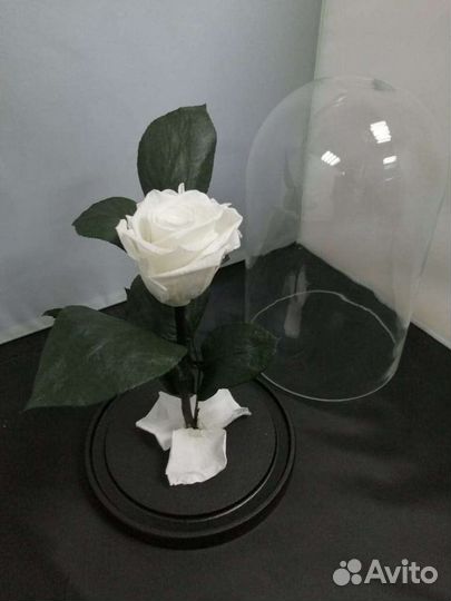 Роза в колбе