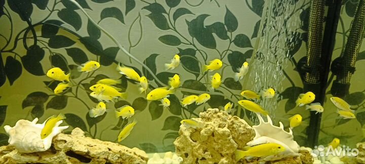 Рыба цихлиды