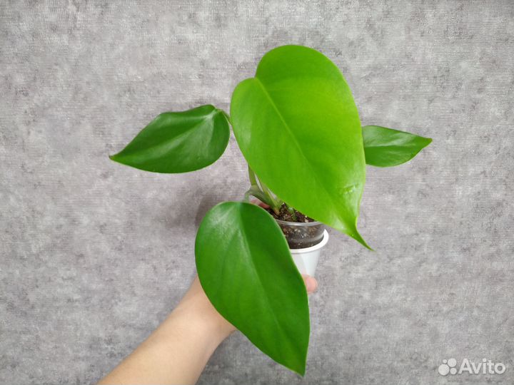 Монстера - Борзига