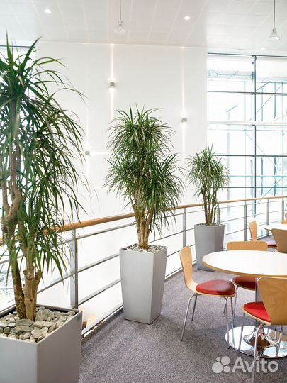Озеленение офисов в Ярославле / растения для офиса
