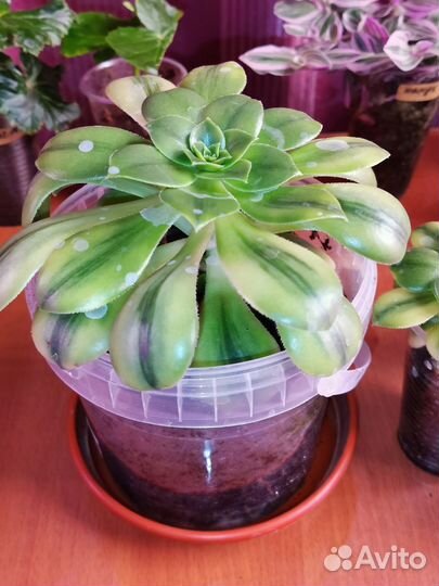 Эониум Флоресенс