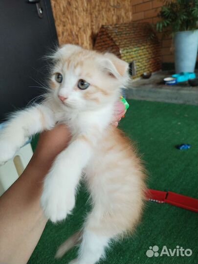 Котята в дар