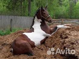 Навоз перегной