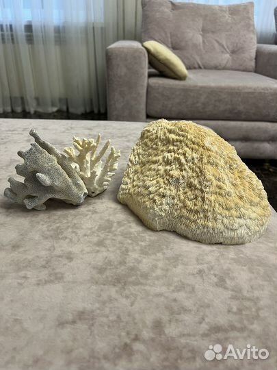 Кораллы для аквариума