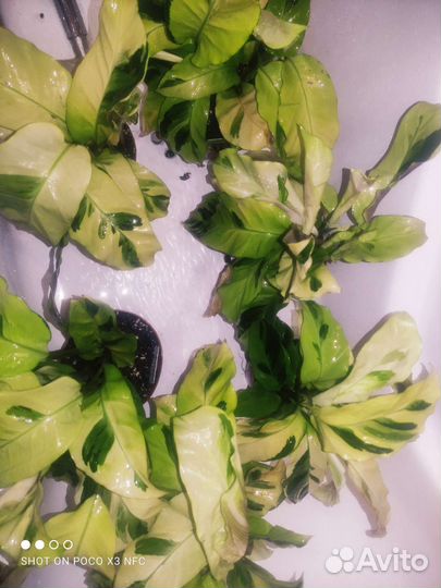 Калатея yellow fusion