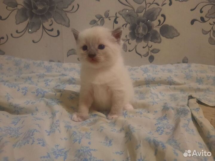 Тайская кошечка