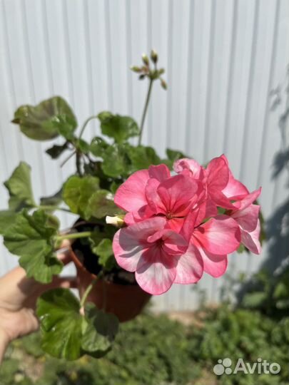 Пеларгония герань