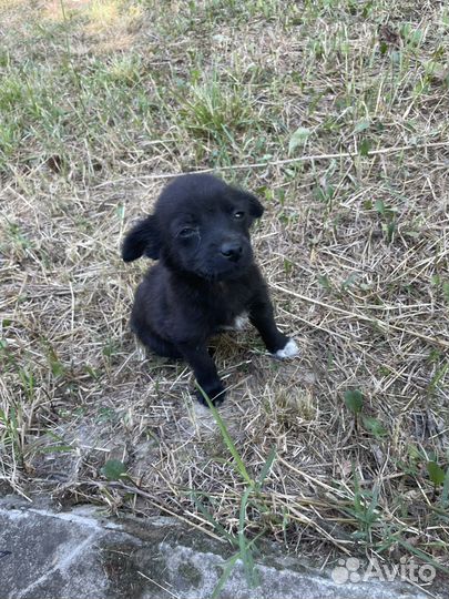 Щенок в добрые руки бесплатно мальчик
