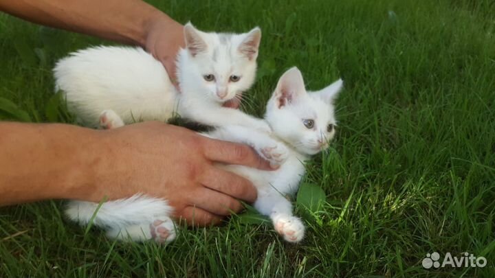 Белые котята