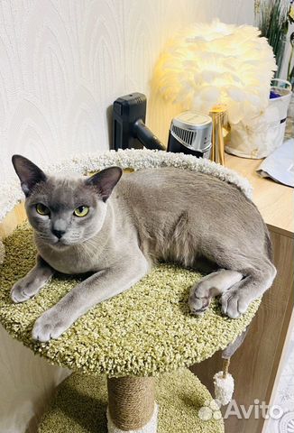 Вязка бурманский кот объявление продам