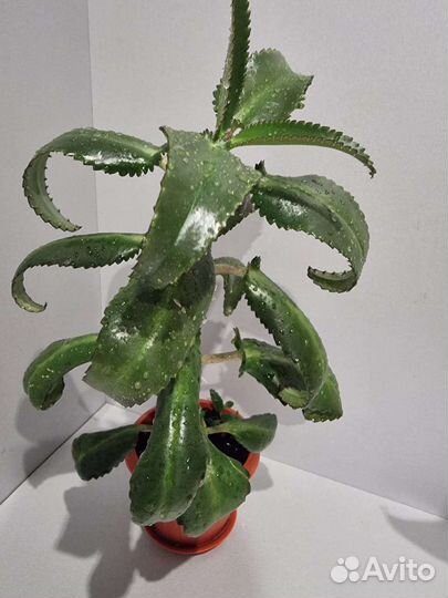 Каланхоэ лечебное