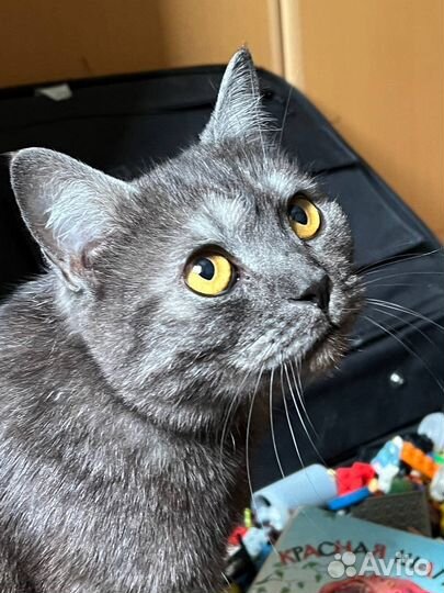 Кошка британка 1 год в добрые руки