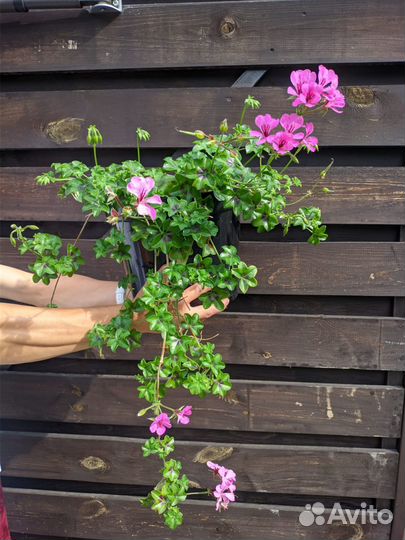 Пеларгония ампельная, саженцы
