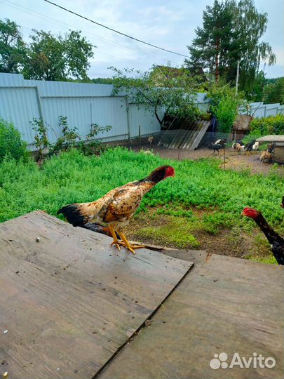 Бойцовая птица