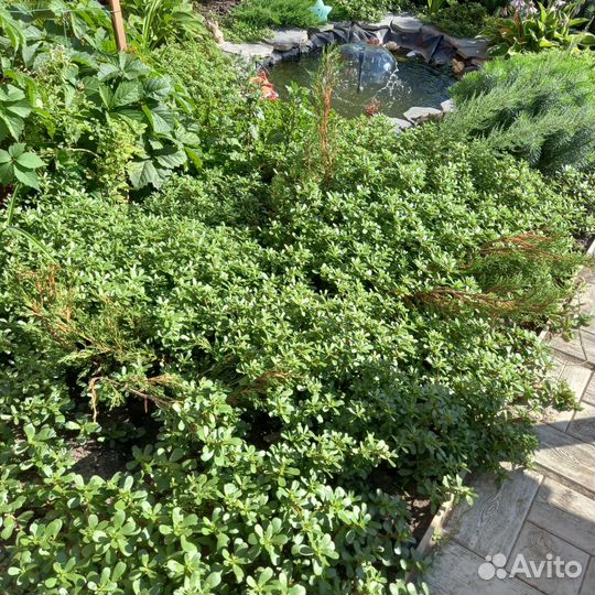 Растение почвопокрывное