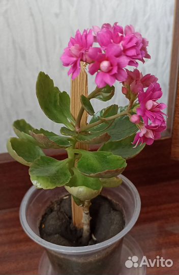 Каланхоэ малиновое