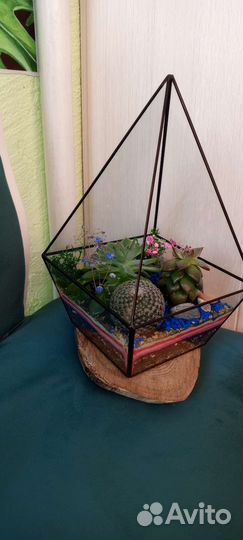 Флорариум с суккулентами