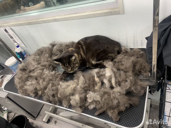 Груминг кошек экспресс-линька