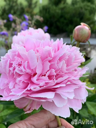 Пионы (дележка осень 2024г) зкс