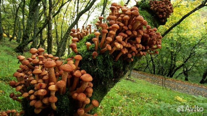 Грибы маринованные