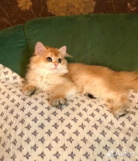 Британский мальчик