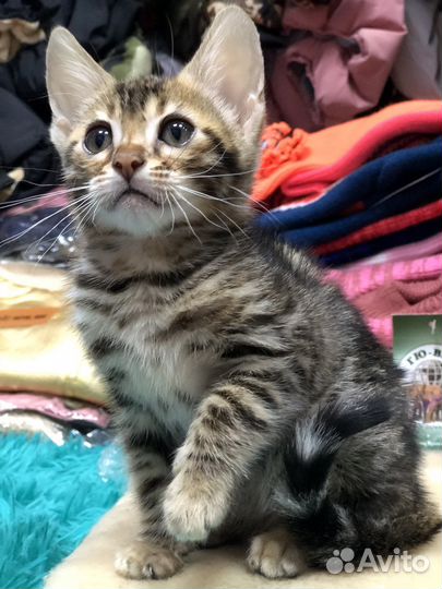 Бенгальские котята