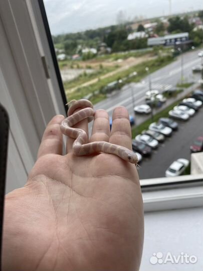 Королевская змея