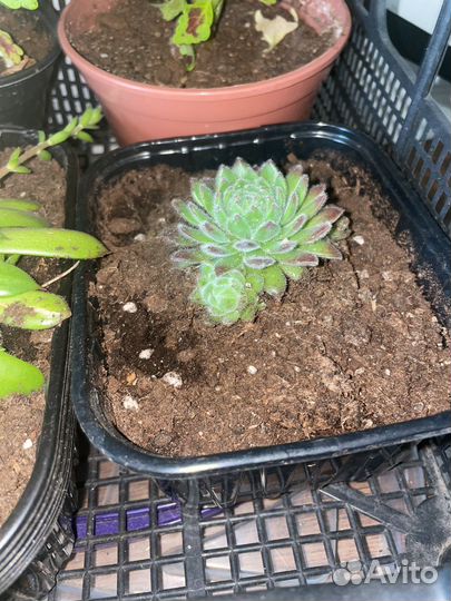 Суккуленты набор