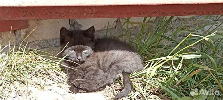 Котята в добрые руки бесплатно