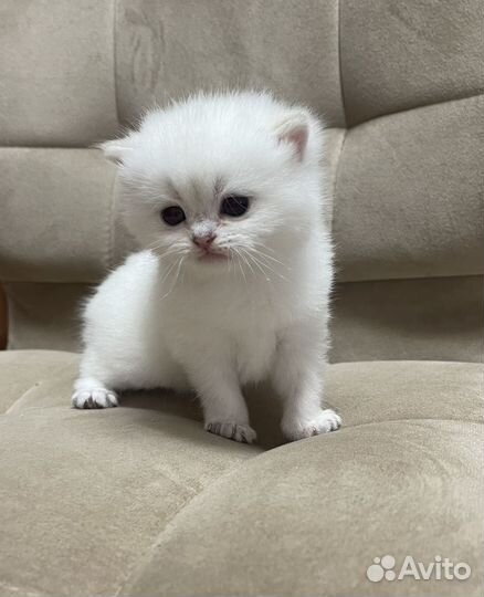 Британские котята