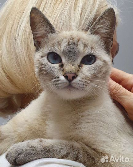 Тайская кошечка