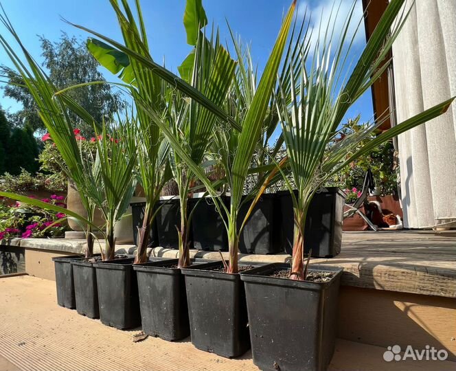Пальма Вашингтония нитевидная