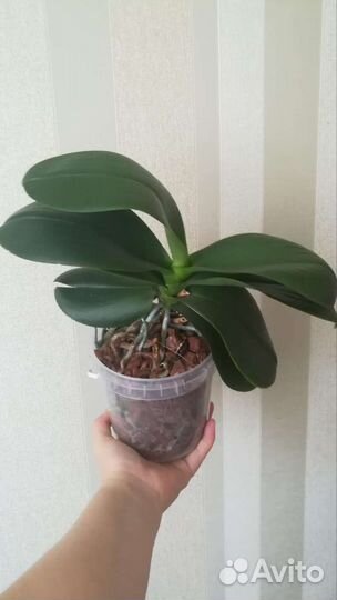 Орхидея фаленопсис