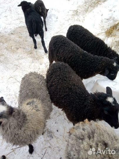 Овцы,телята