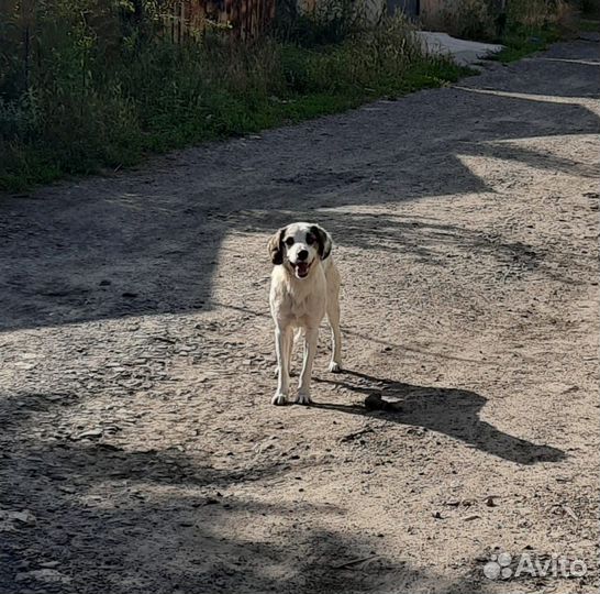 Собаки в добрые руки
