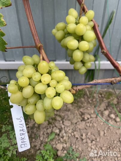 Черенки винограда