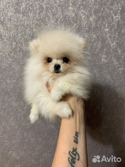 Щенки шпица мини