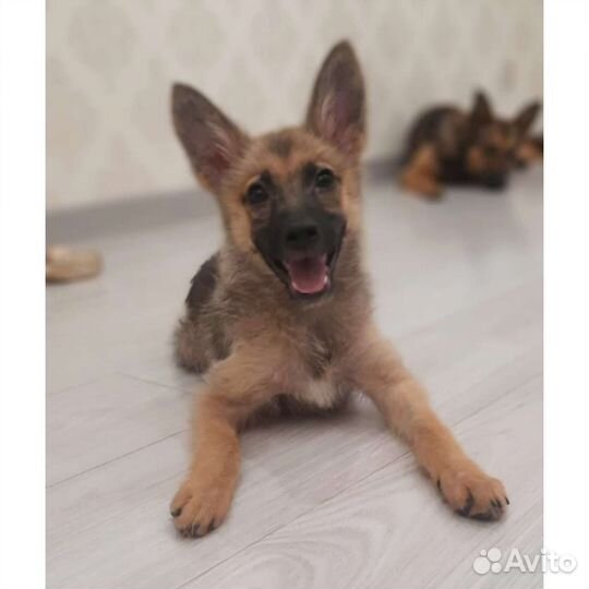 Собака щенок метис овчарки