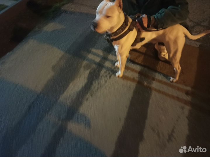 Случка собак