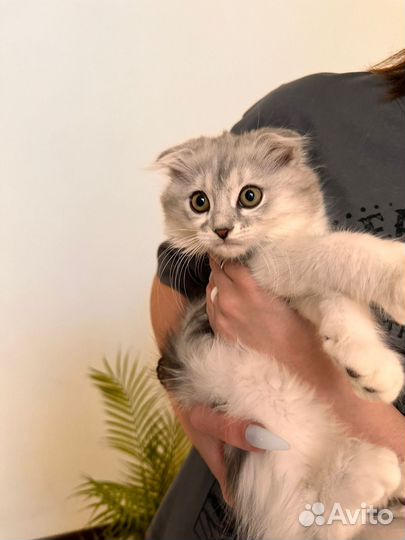 Шотландские вислоухие котята