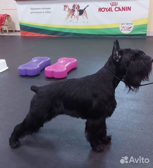 Кобель для вязки шнауцер средний