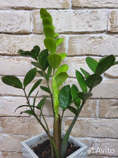 Замиокулькас